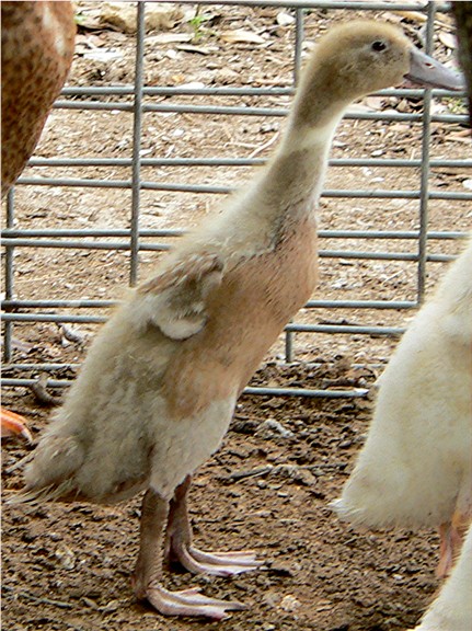 One month old ducking shedding baby fuzz.